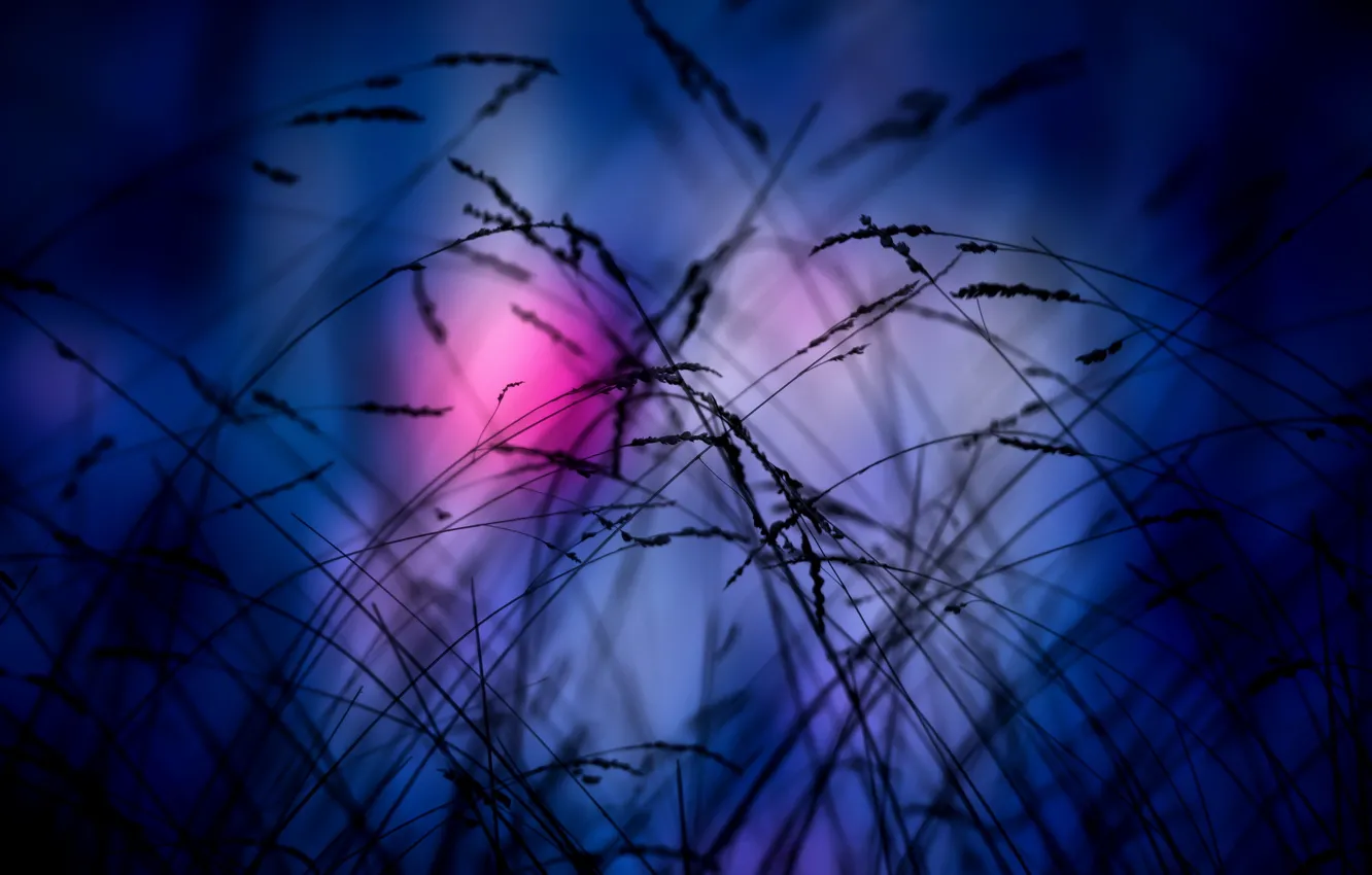 Photo wallpaper grass, night, background