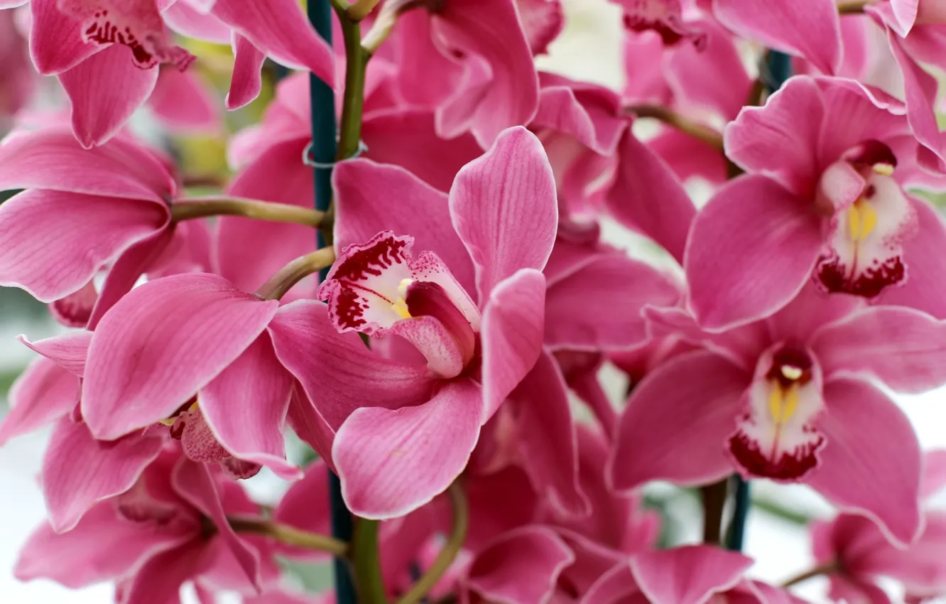 Photo wallpaper macro, pink, Orchid
