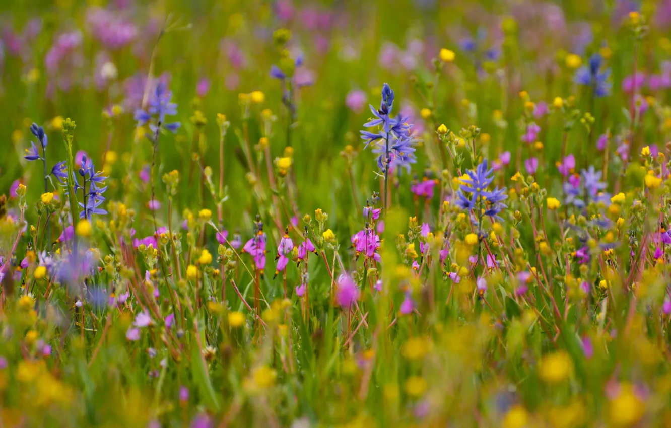 Photo wallpaper field, grass, flowers, meadow