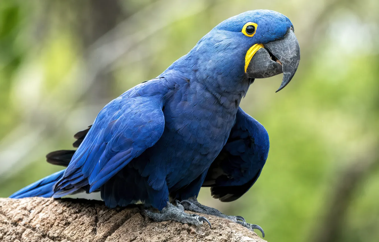 Photo wallpaper blue, stones, bird, parrot, green background, Ara, Hyacinth macaw