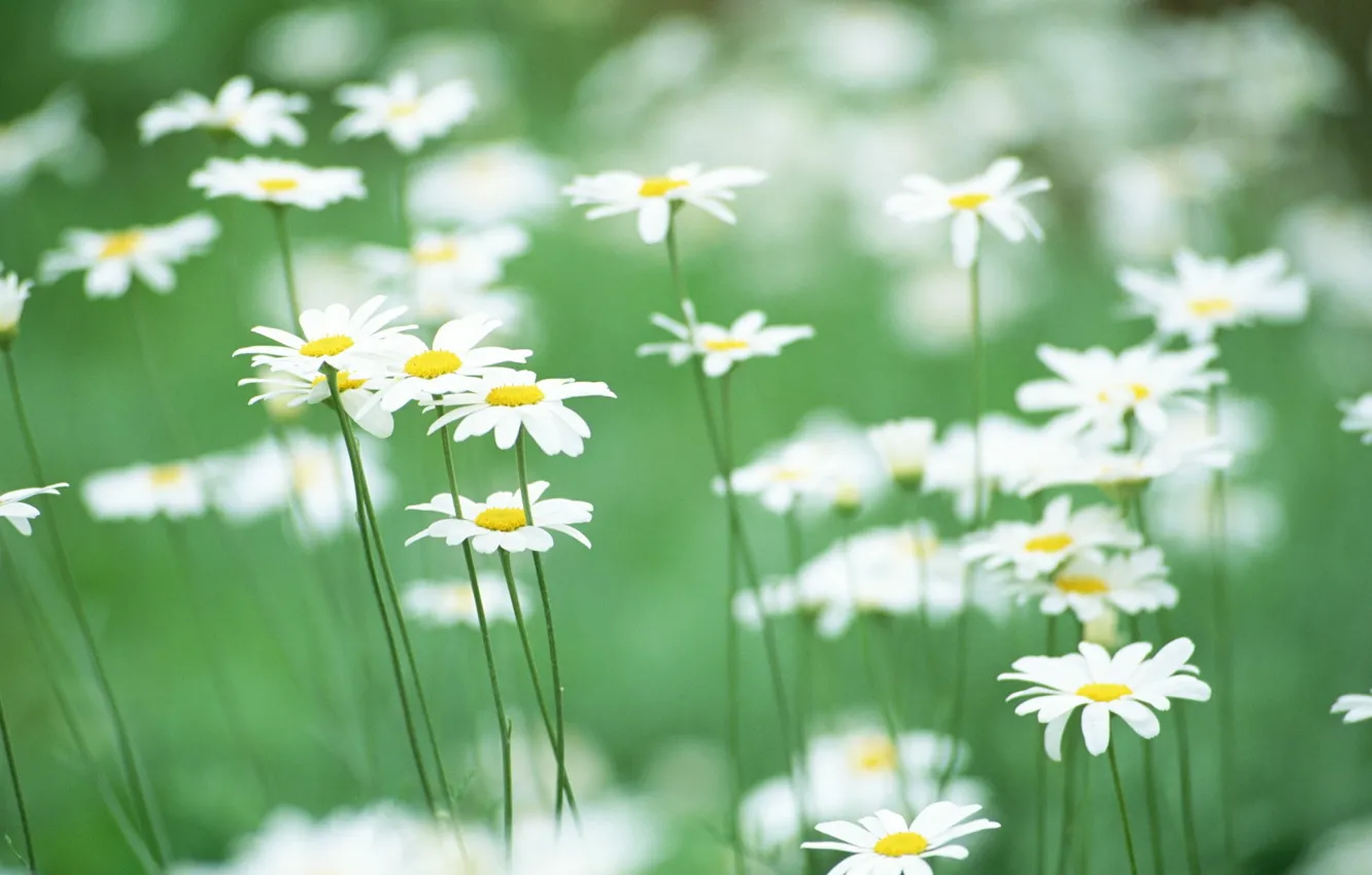 Photo wallpaper greens, field, flowers, tenderness, chamomile
