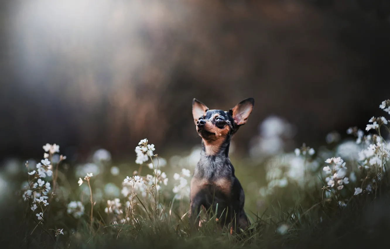 Photo wallpaper grass, flowers, bokeh, doggie, dog, Russian toy Terrier