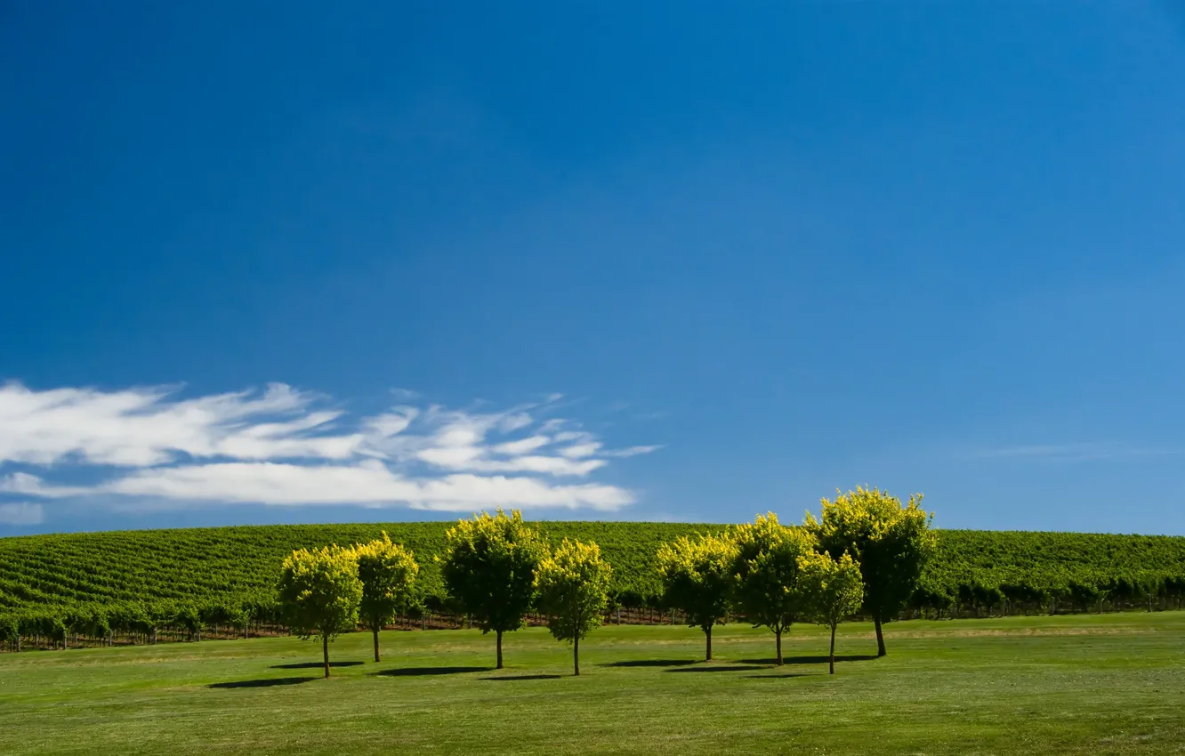 Photo wallpaper the sky, trees, garden, meadow