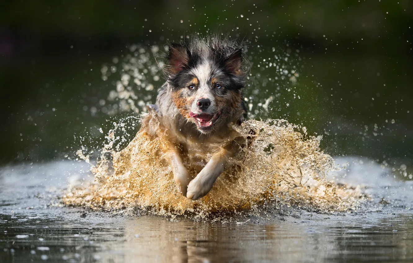 Photo wallpaper water, squirt, dog, running