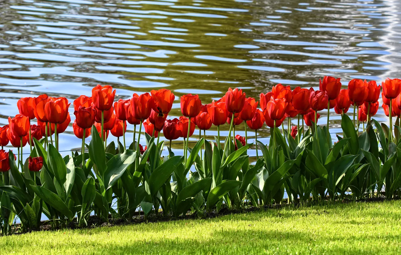 Photo wallpaper greens, grass, leaves, water, flowers, red, lawn, shore