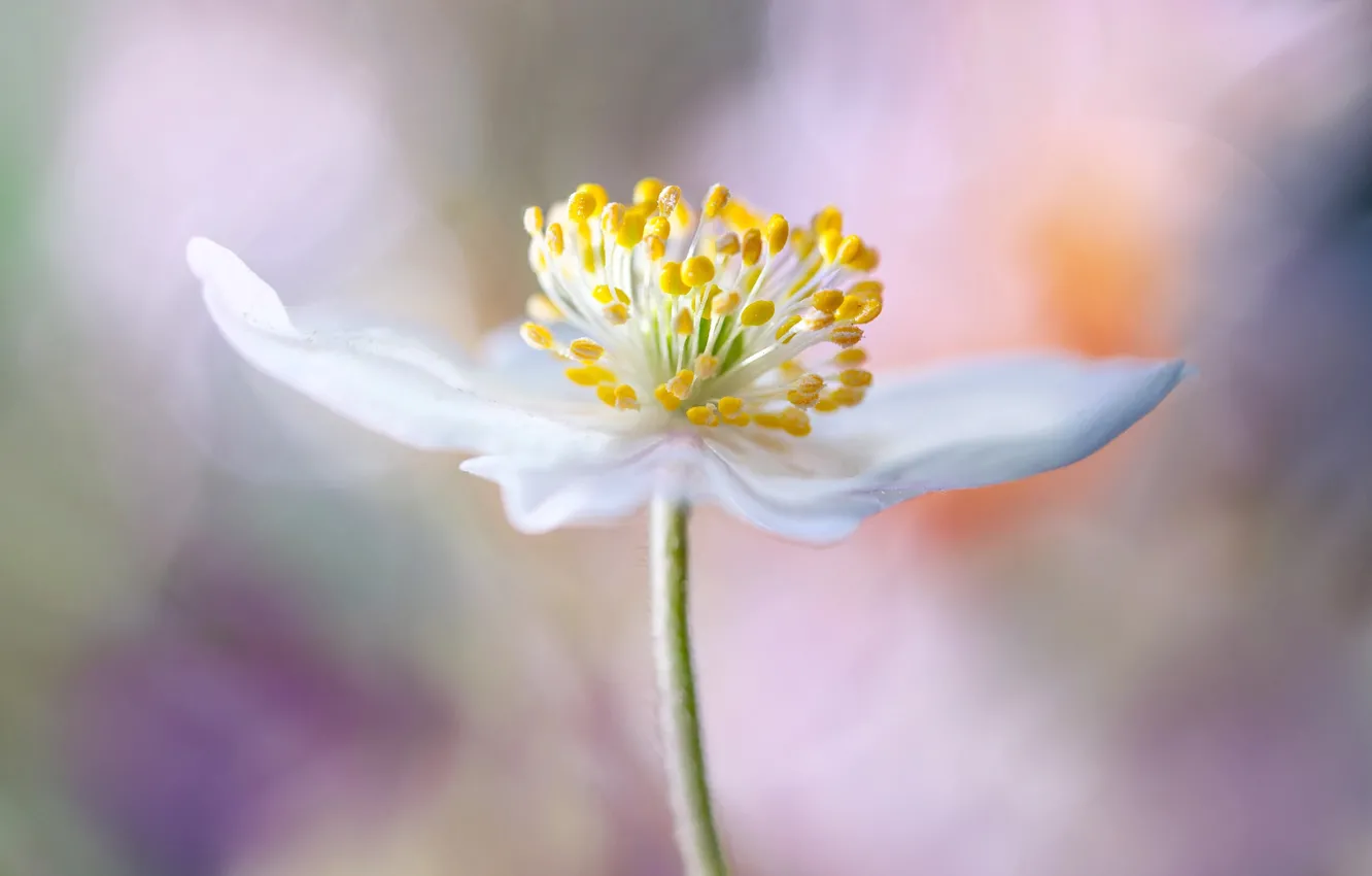 Photo wallpaper flower, macro, middle