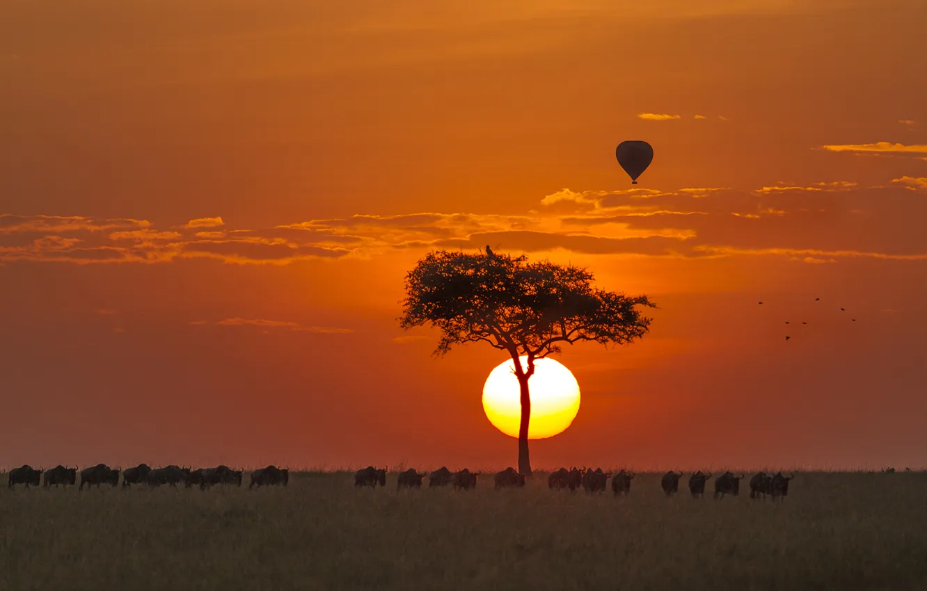 Photo wallpaper orange sky, wildebeest, GNU, tree, balloon, the sun, horizon, sunrise