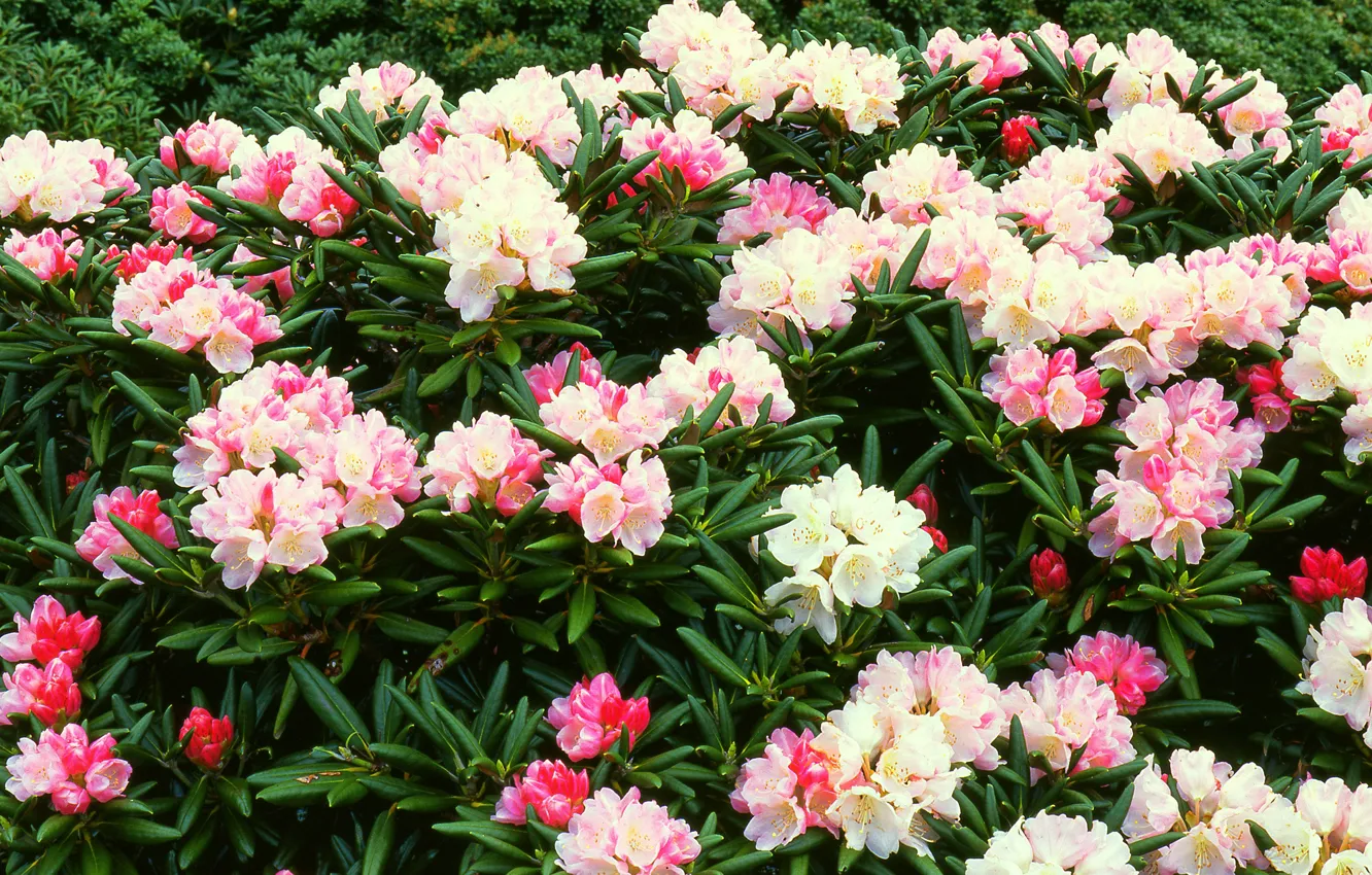 Photo wallpaper flowers, Azalea, rhododendrons