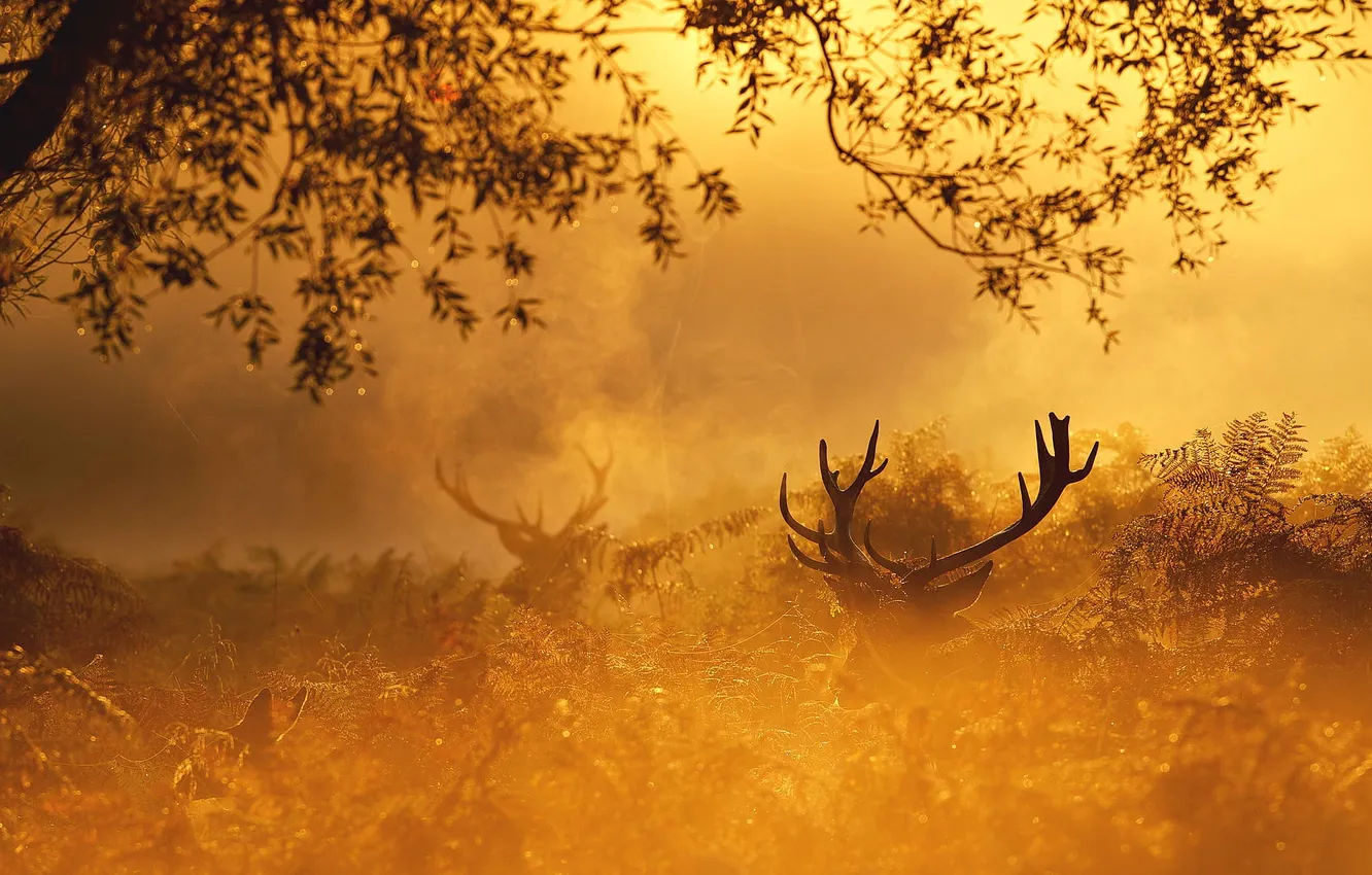 Photo wallpaper autumn, forest, nature, gold, deer, morning, red, forest