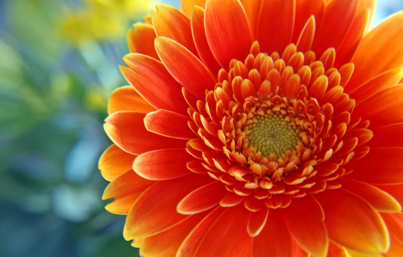 Photo wallpaper flowers, armoring, centrak