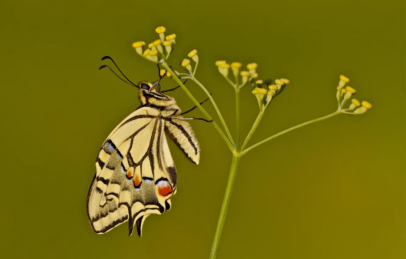 Photo wallpaper flowers, wings, stem, buds, flower, Moth, wings, buds