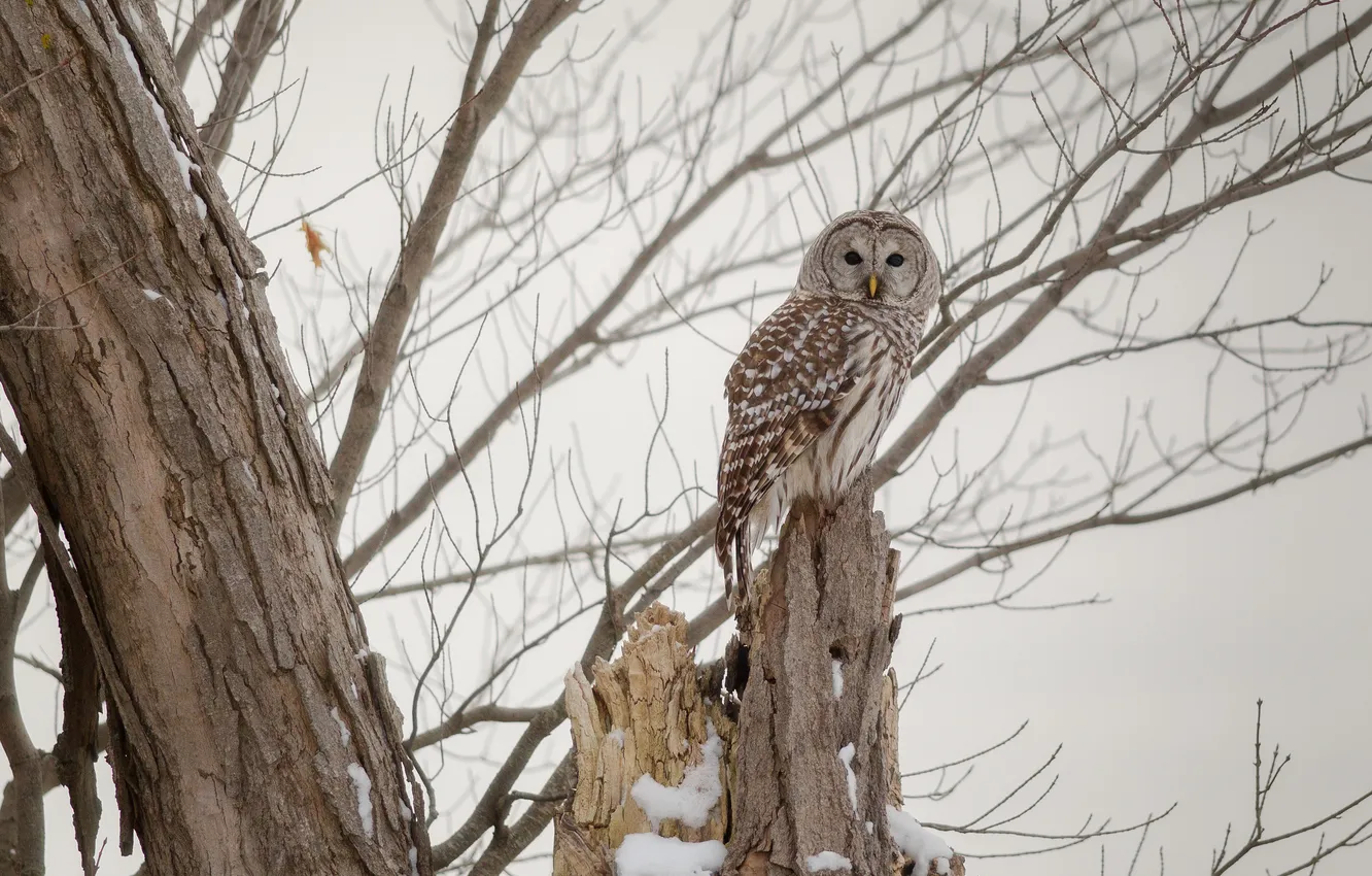 Photo wallpaper trees, branches, owl, A barred owl