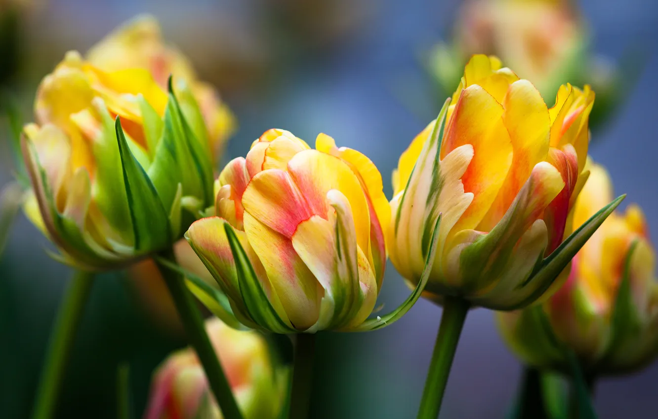 Photo wallpaper macro, tulips, buds