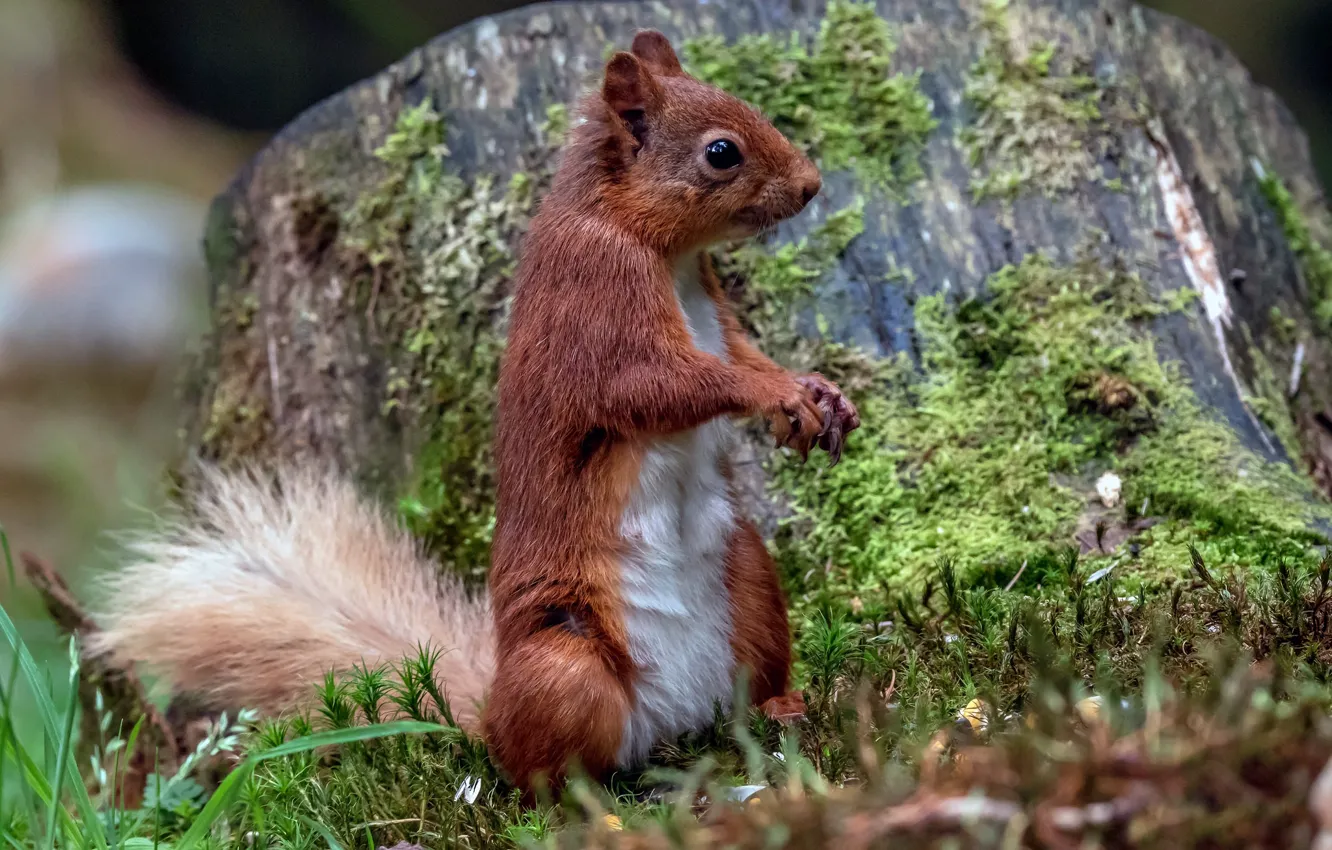 Photo wallpaper protein, stand, rodent