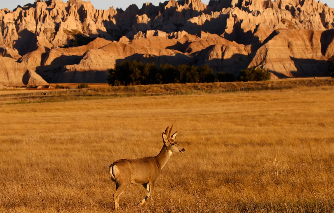 Photo wallpaper grass, nature, rocks, horns, female, mule deer