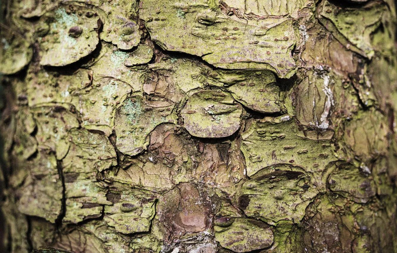 Photo wallpaper nature, tree, bark