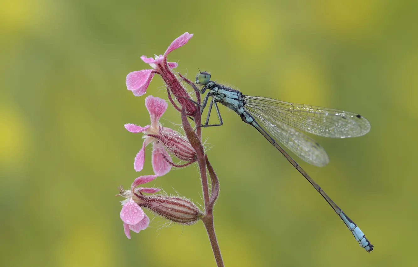 Photo wallpaper macro, flowers, background, dragonfly