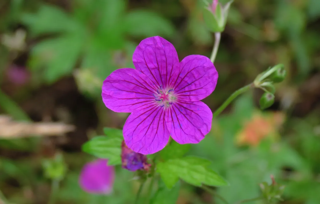 Photo wallpaper geranium, purple petals, Geranium wallichianum