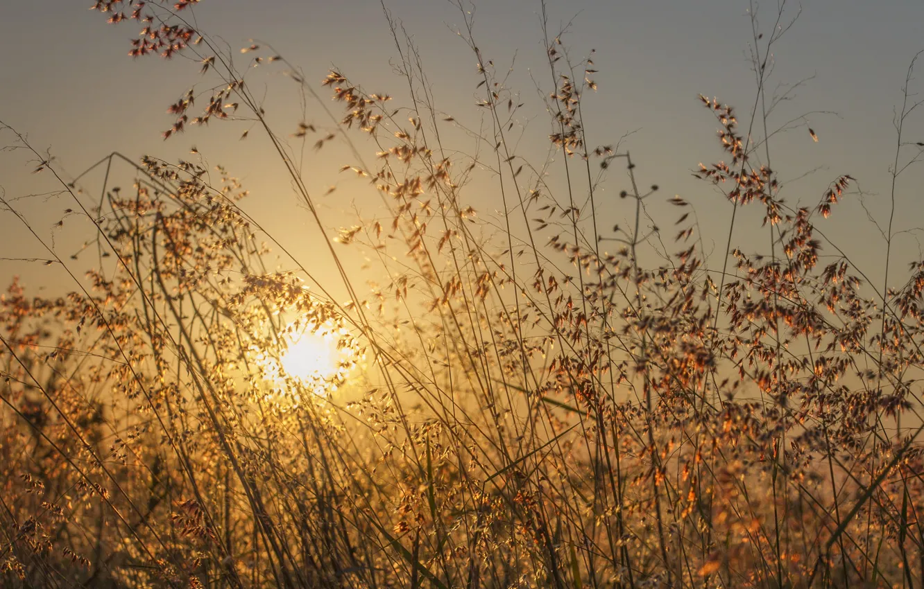 Photo wallpaper summer, grass, sunset, sun, sunny, stalks