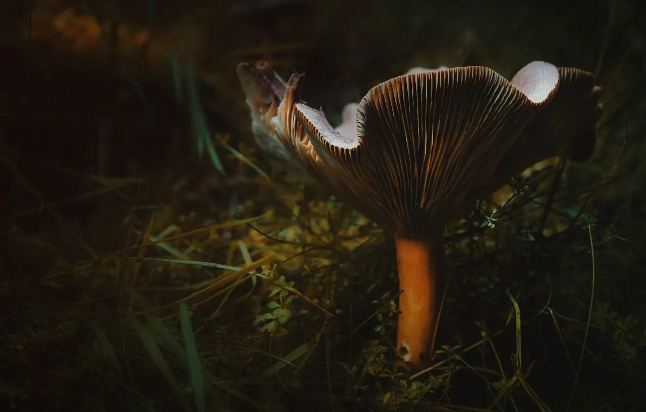 Photo wallpaper mushrooms, the dark background, nature, autumn, mushrooms