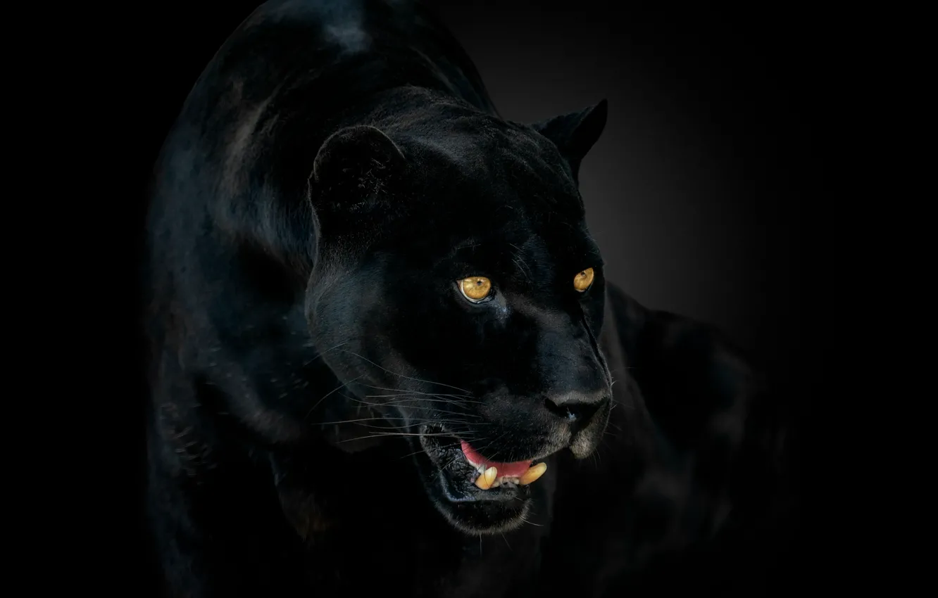 Photo wallpaper eyes, Panther, fangs, Jaguar, jaguar, eyes, panther, catch
