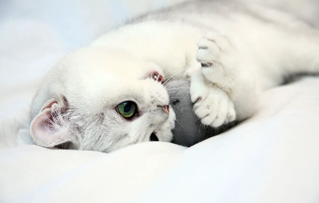 Photo wallpaper cat, cat, mouse, kitty, plays