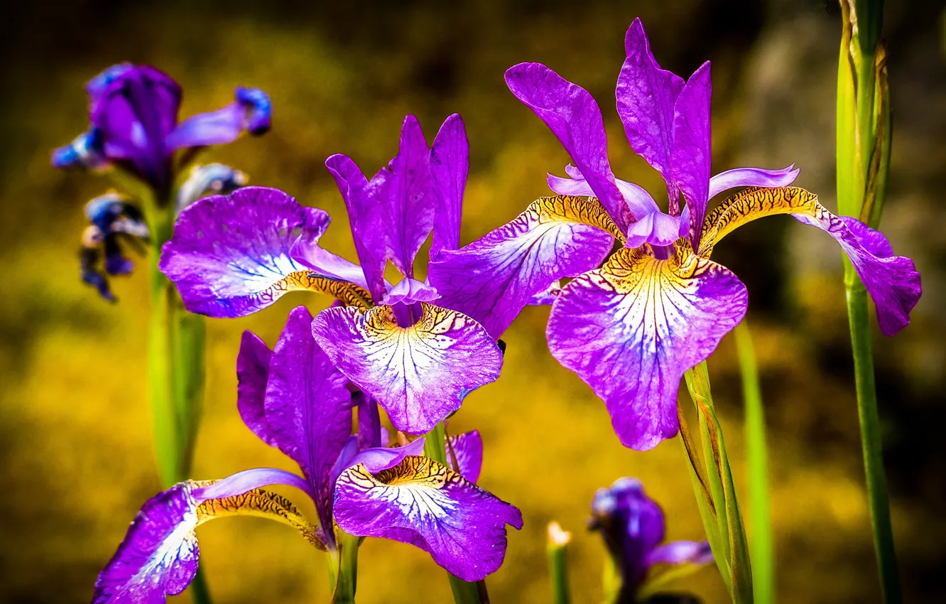 Photo wallpaper macro, petals, iris