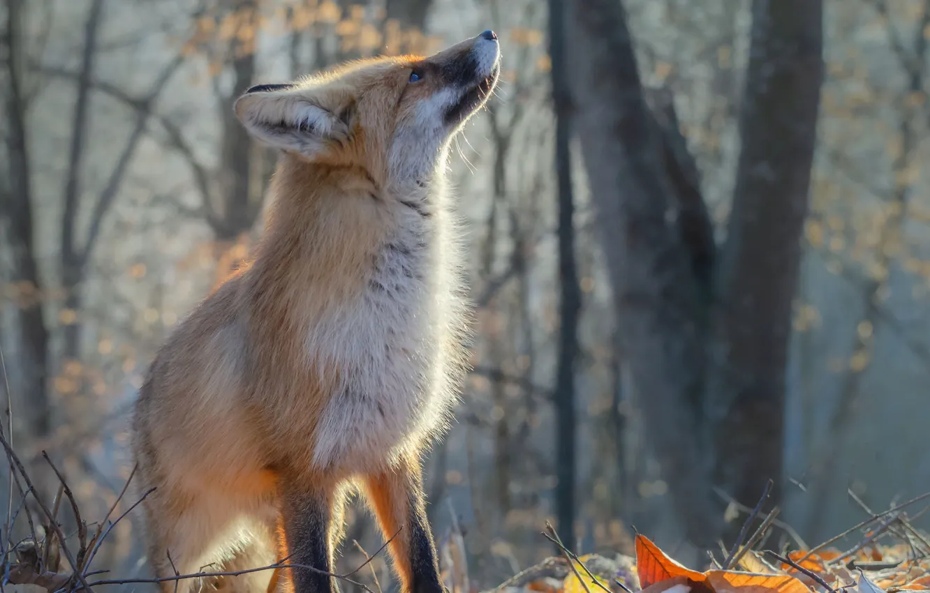 Photo wallpaper autumn, Fox, red, Yuriy Shevchenko