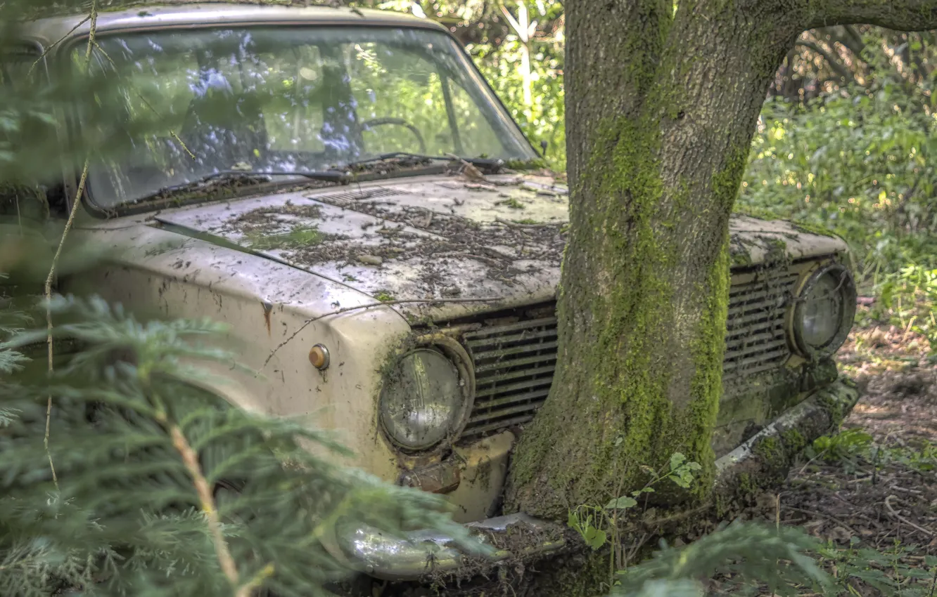 Photo wallpaper forest, Penny, VAZ-2101, abandoned car