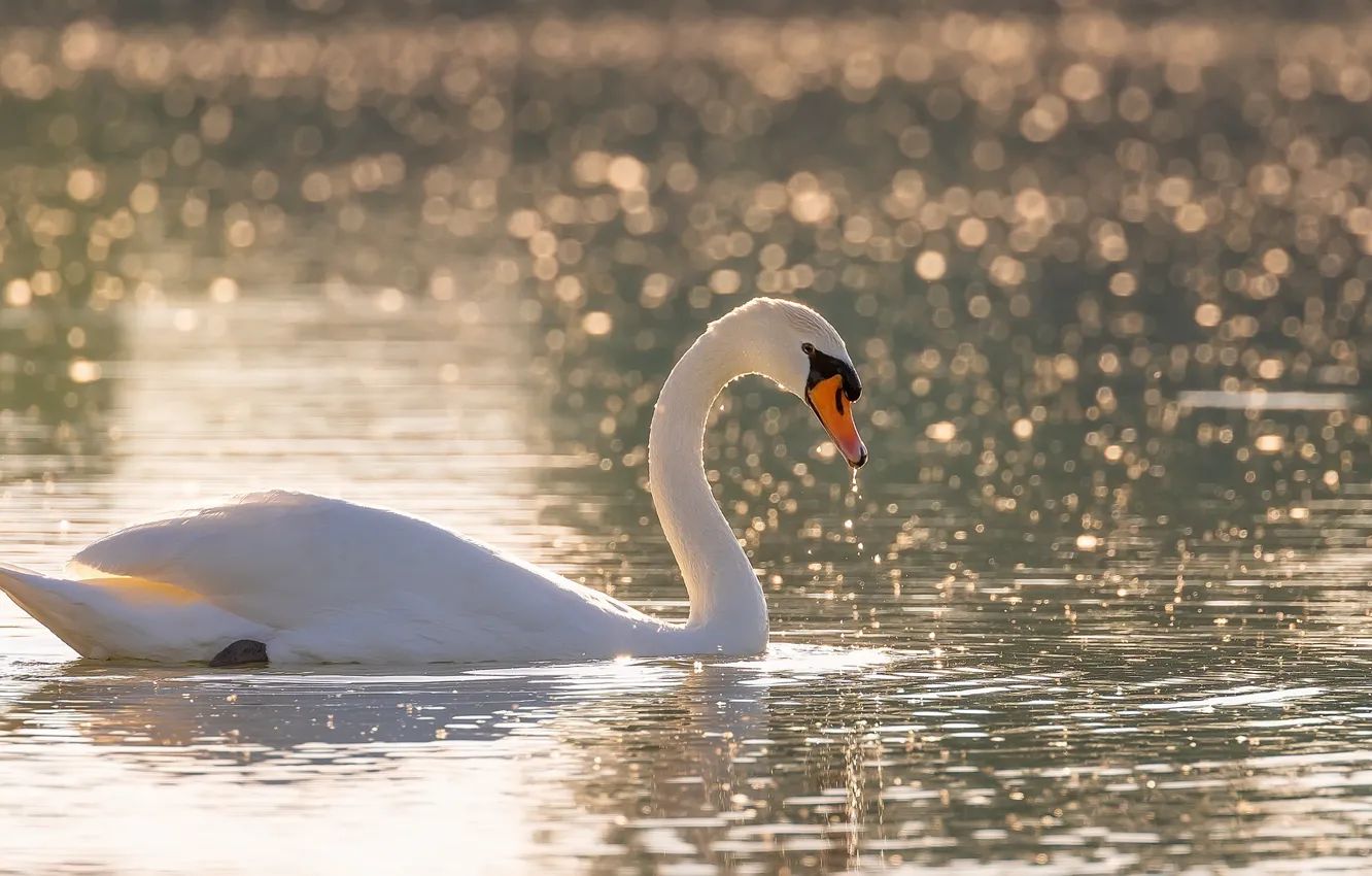 Photo wallpaper beautiful, swans, pond