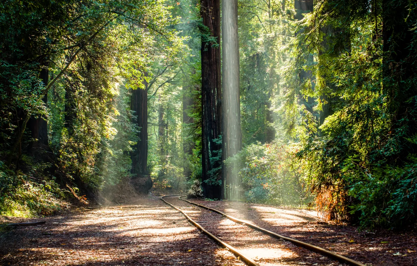 Photo wallpaper forest, trees, rails, railroad