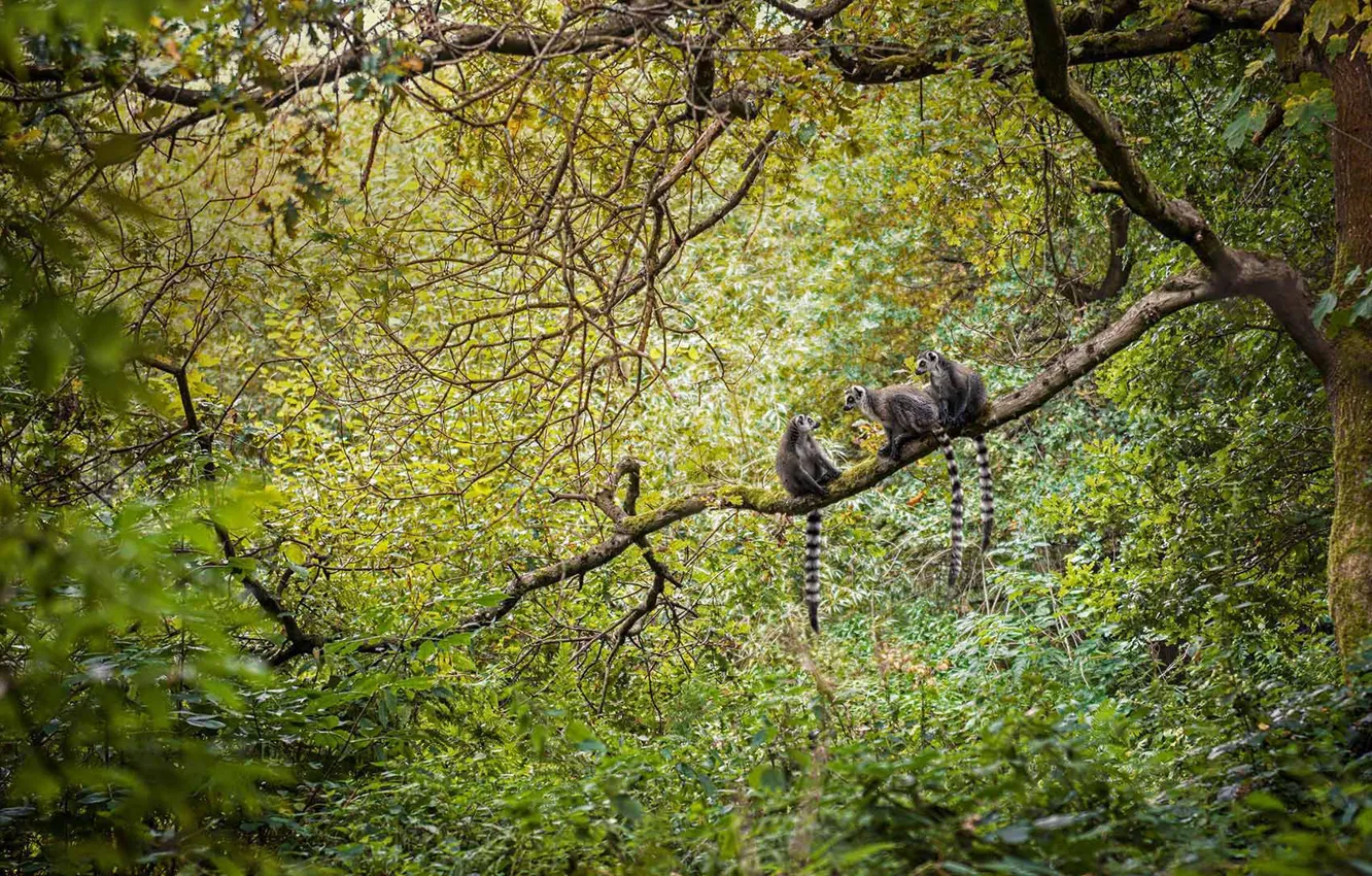 Photo wallpaper Madagascar, the primacy of, a ring-tailed lemur, Katta, ring-tailed lemur