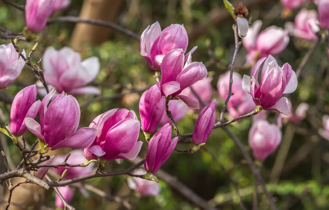 Photo wallpaper trees, spring, pink, Magnolia
