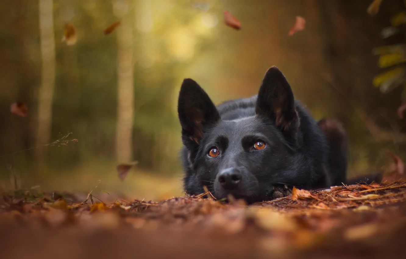 Photo wallpaper autumn, face, leaves, dog, bokeh, German shepherd