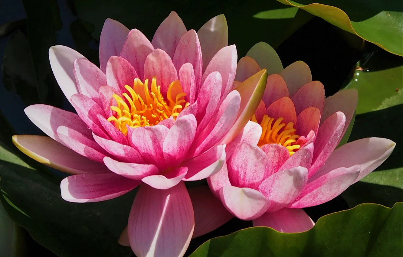 Photo wallpaper macro, pink, Nymphaeum