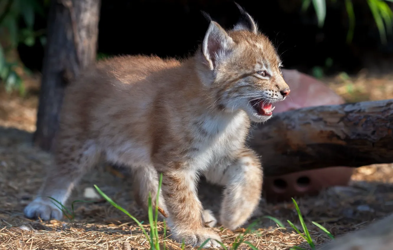 Photo wallpaper baby, cub, kitty, lynx, wild cat, a small lynx, Oleg Bogdanov