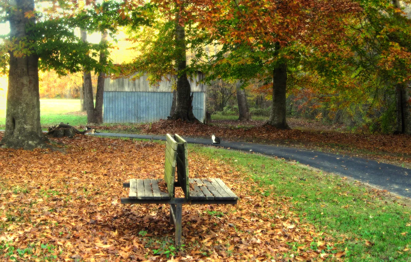 Photo wallpaper autumn, leaves, trees, bench, Park, track, falling leaves, trees