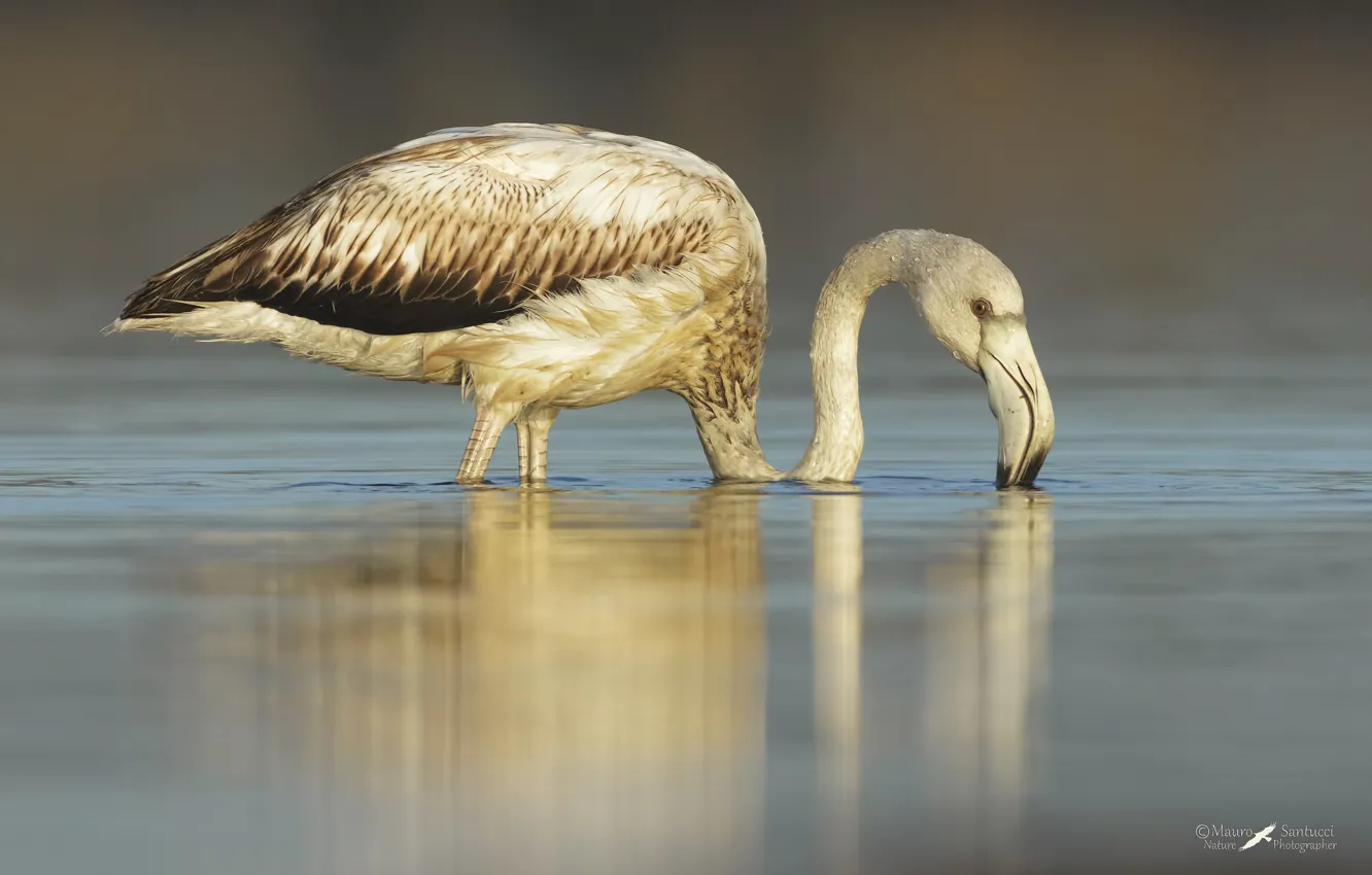 Photo wallpaper lake, bird, Flamingo