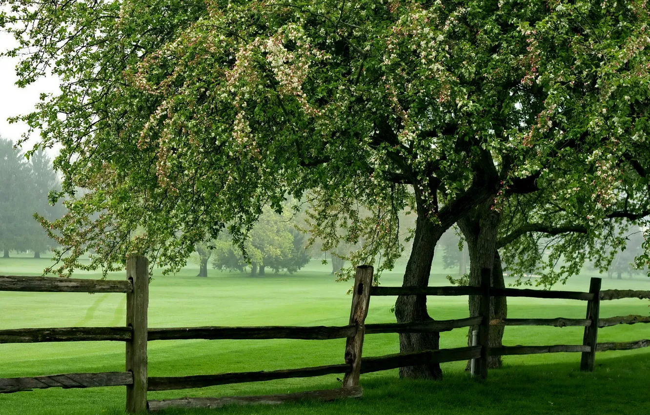 Photo wallpaper field, summer, tree, the fence