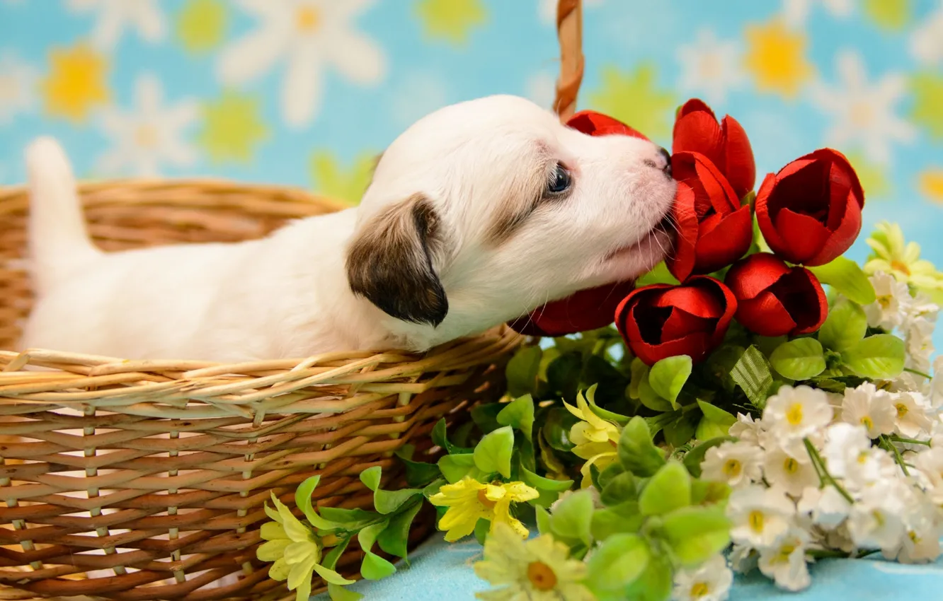 Photo wallpaper flowers, basket, baby, puppy