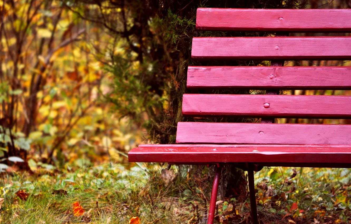 Photo wallpaper autumn, grass, leaves, trees, bench, nature, Park, Board