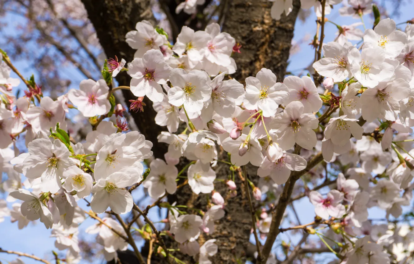 Photo wallpaper the sky, light, trees, flowers, branches, cherry, spring, white