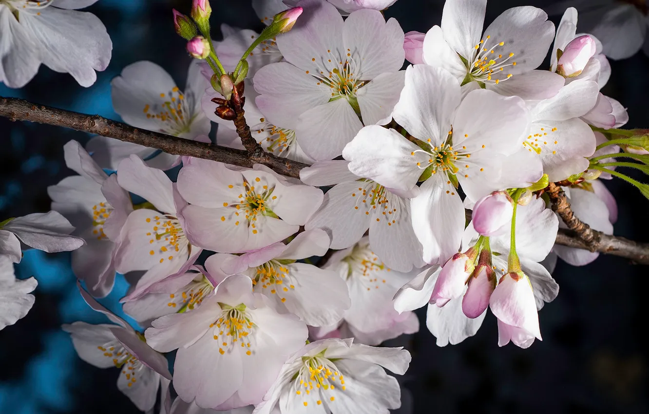 Photo wallpaper macro, flowers, branches, cherry, spring, Sakura, white, flowering