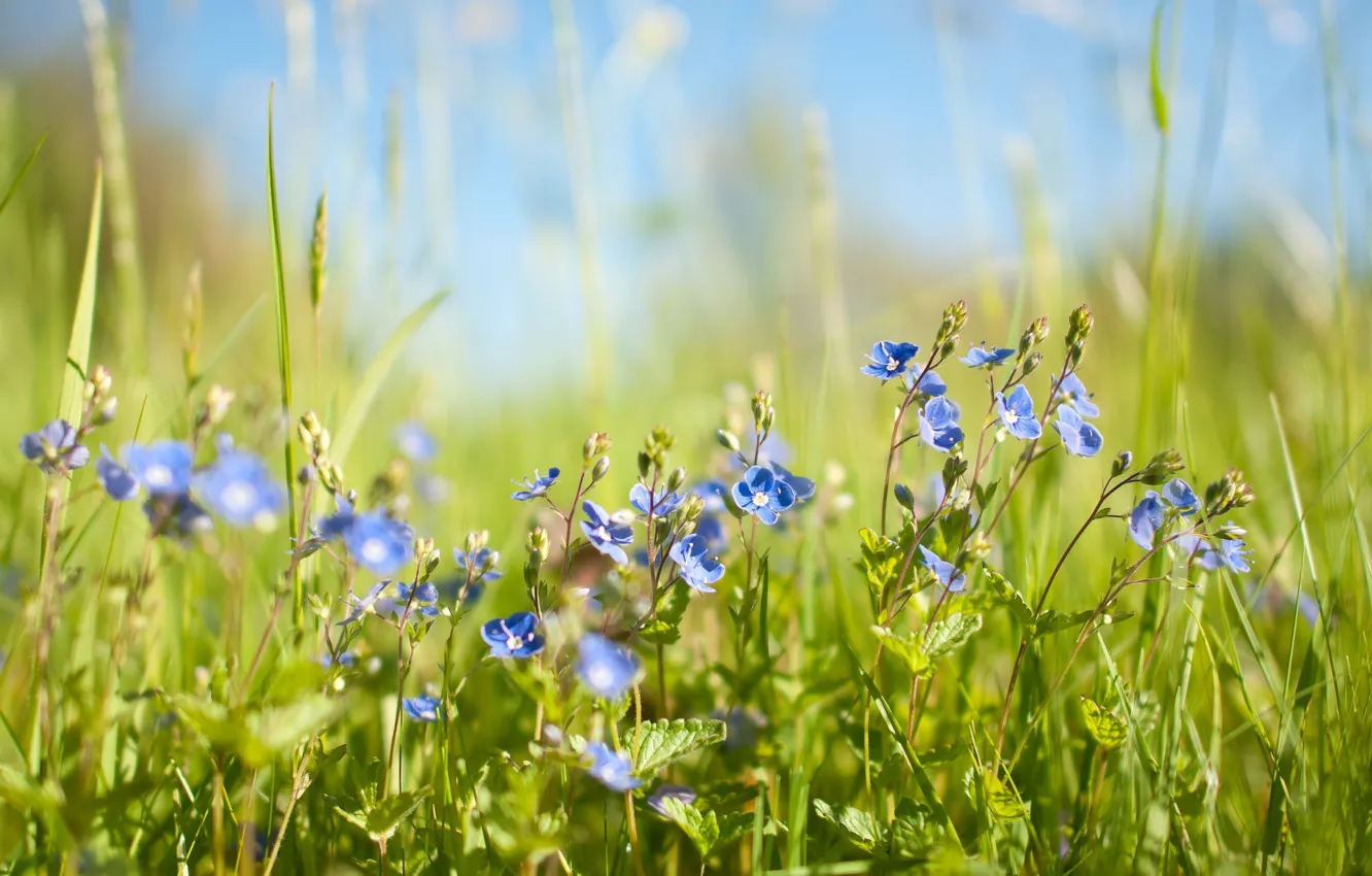 Photo wallpaper flowers, Veronica, spring, blue, field