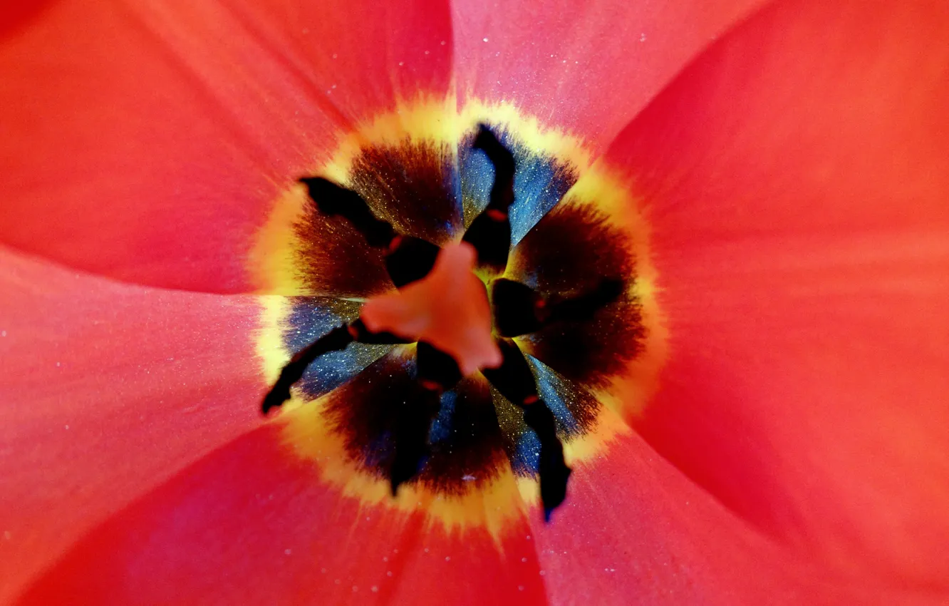 Photo wallpaper flowers, pollen, honey, stamens, tulips, pistil