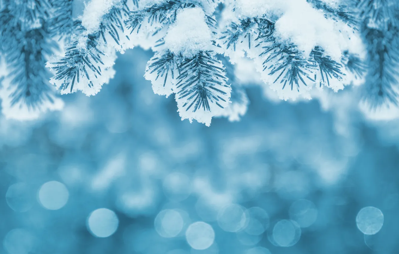 Photo wallpaper winter, snow, branch, needles