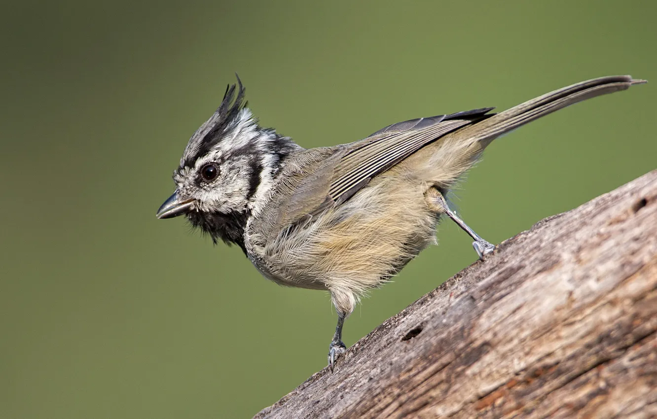 Photo wallpaper bird, beak, tail, American Grenadier