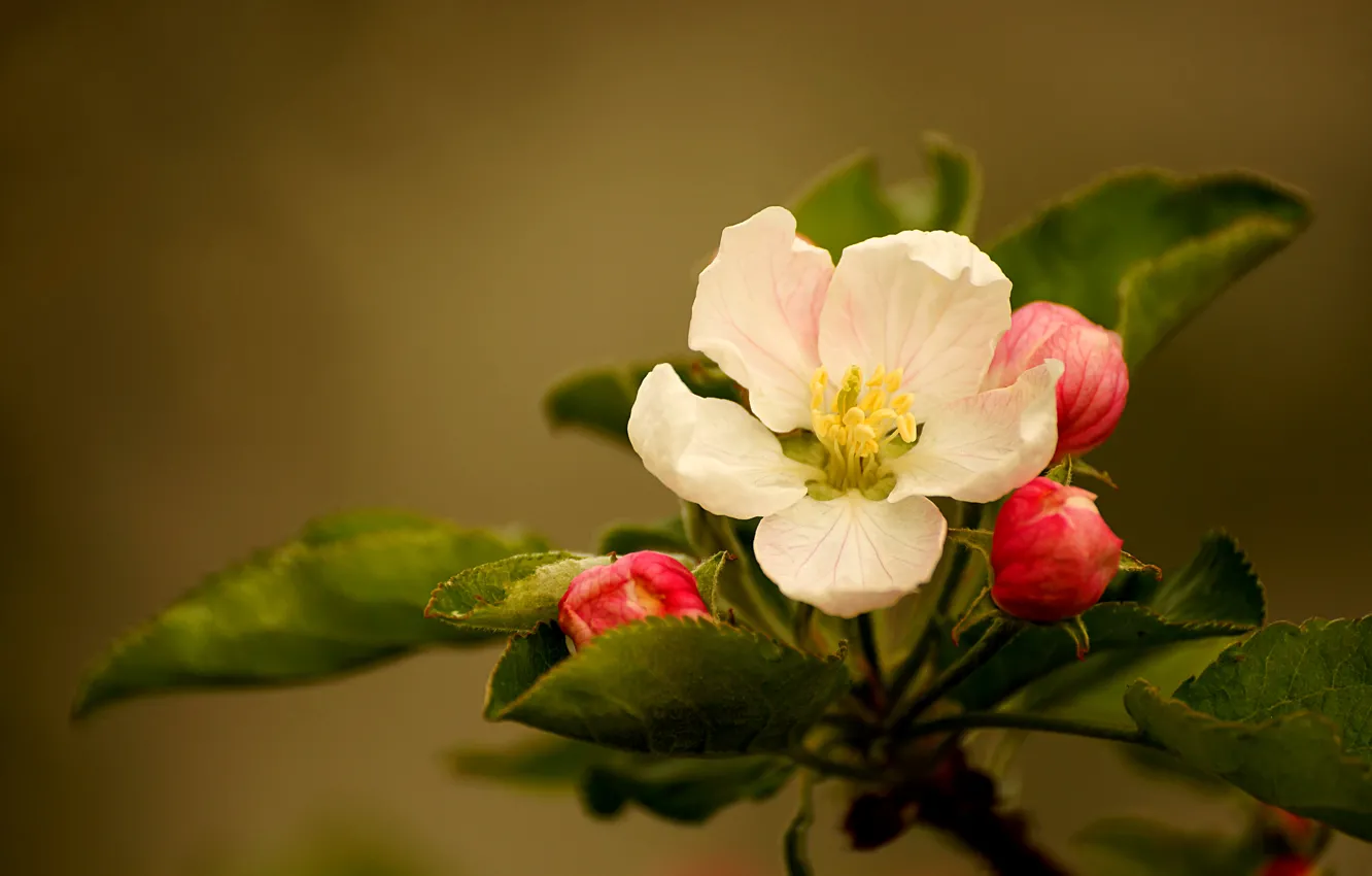 Photo wallpaper leaves, flowers, buds, flower, leaves, buds, Apple blossoms, Apple Blossom