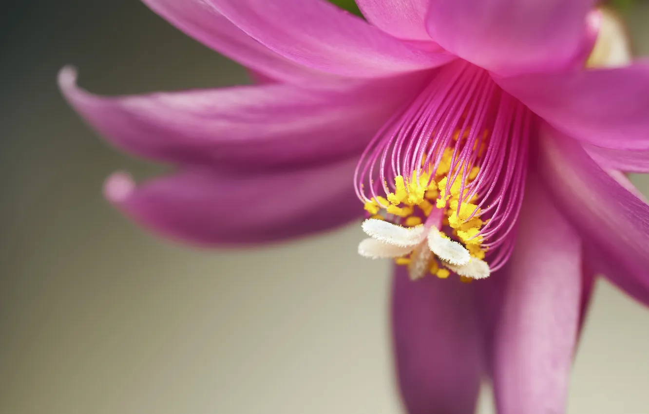Photo wallpaper flower, macro, background, pink