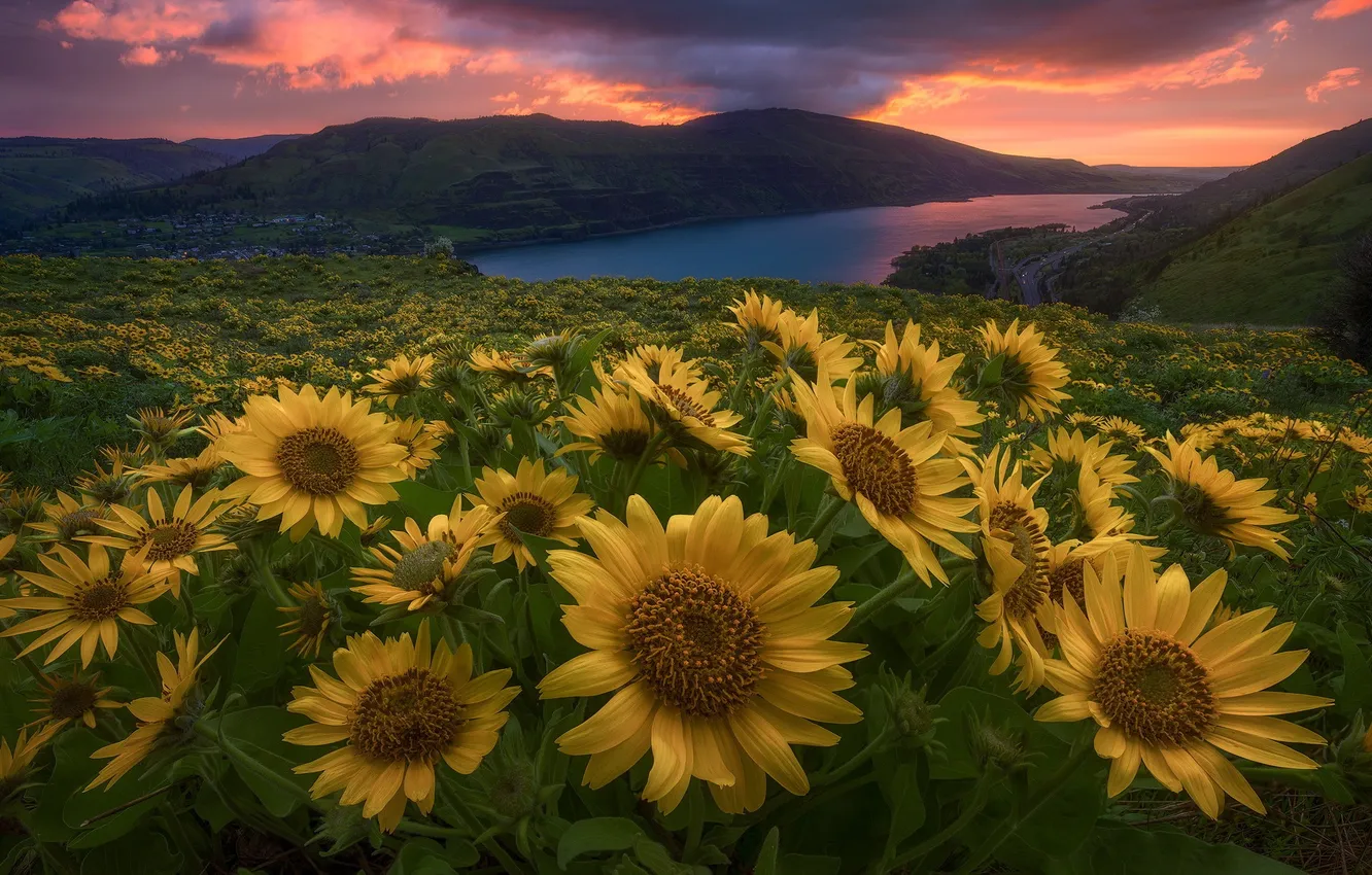Photo wallpaper sunset, flowers, river